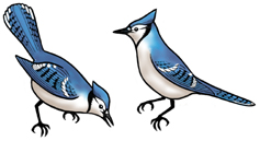 Blue Jay Thumbnail