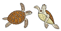 Hawksbill Sea Turtle Thumbnail