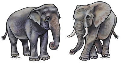 Asian & African Elephants Thumbnail